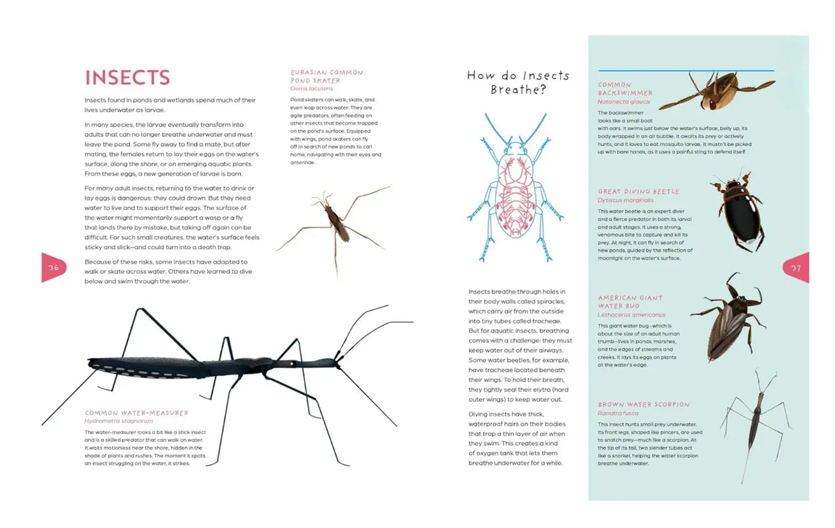 An educational insect-themed page with multiple labeled insect illustrations and text