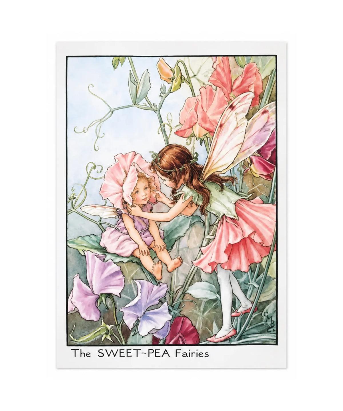Mary Cicely Barker Sweet Pea flower fairies postcard