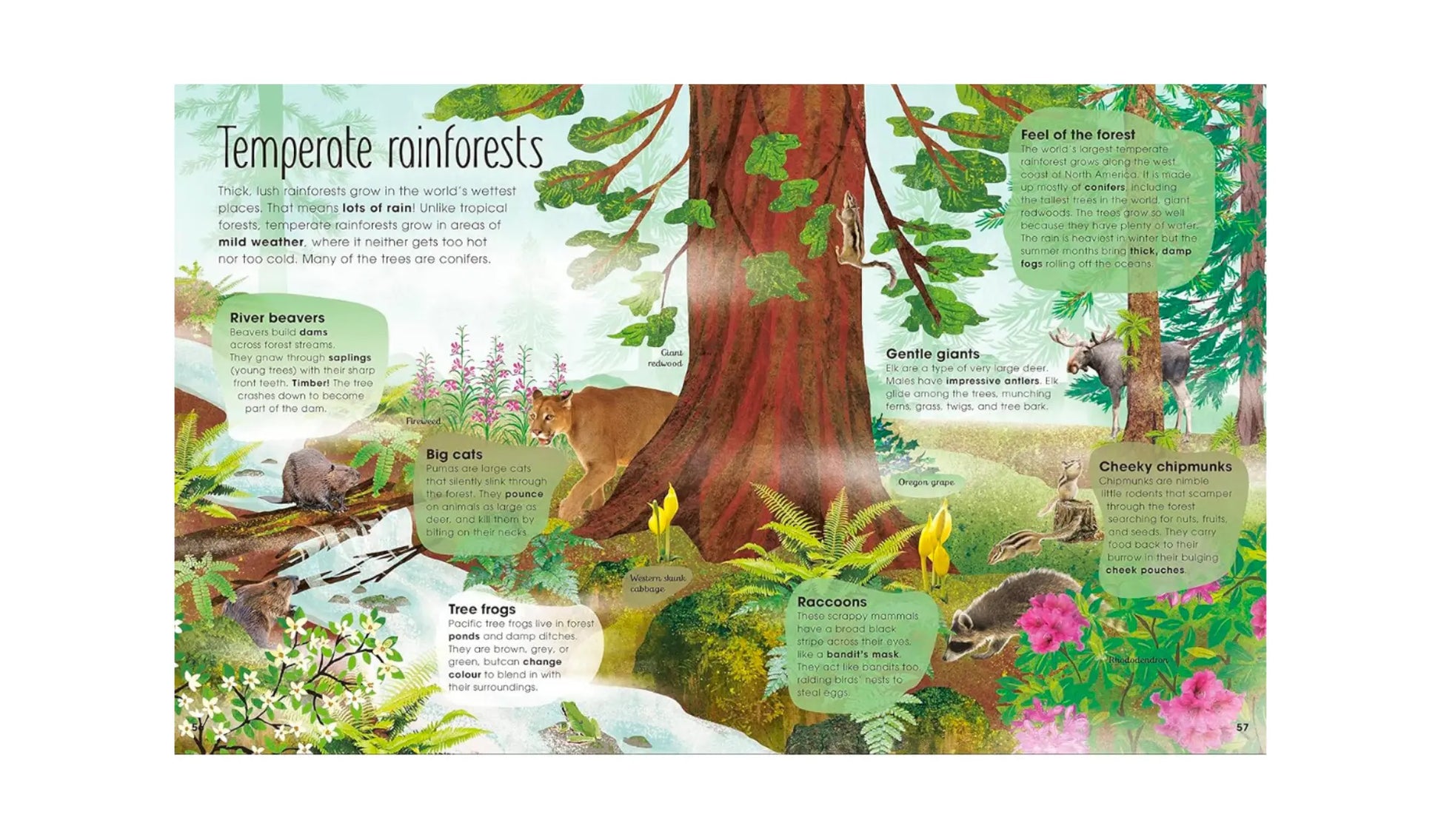 Illustration of a conifer in a temperate rainforest with ferns, shrubs, and animals