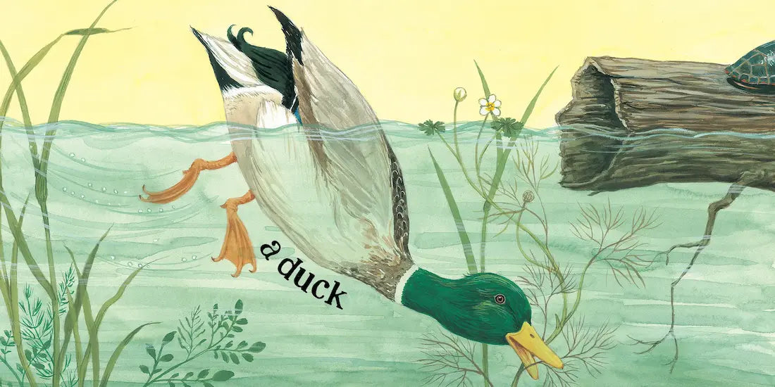 Illustration of a duck in water with text 'a duck' and natural elements.