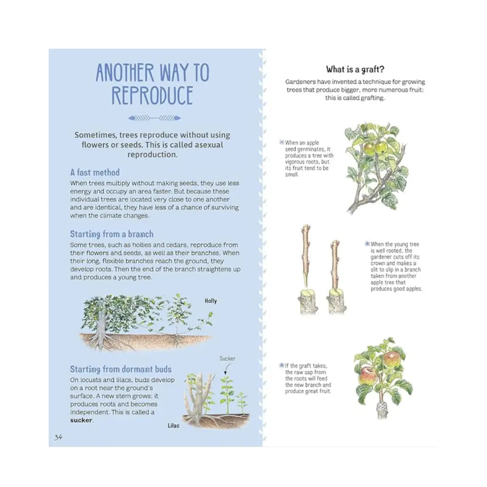 Educational page about asexual reproduction in plants with text and illustrations.