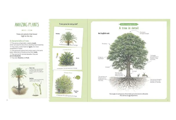 Educational book open to pages about plants, featuring illustrations of trees and text.