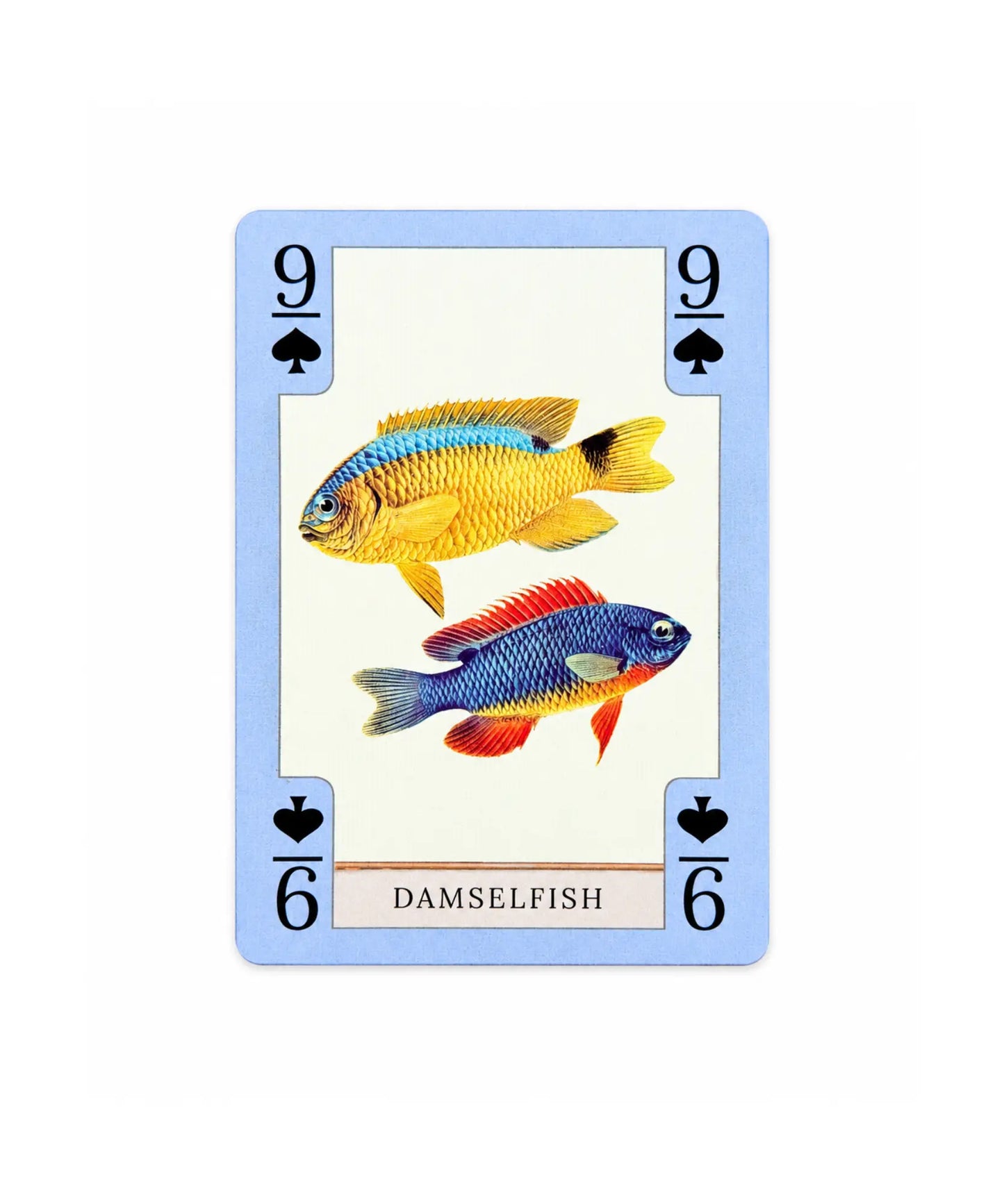 Damselfish 9 of spades from vintage natural history playing card deck