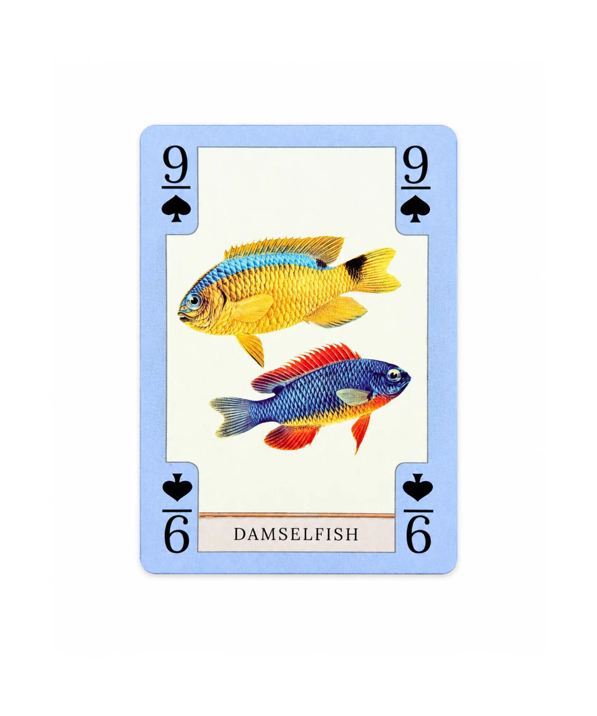 Damselfish 9 of spades from vintage natural history playing card deck