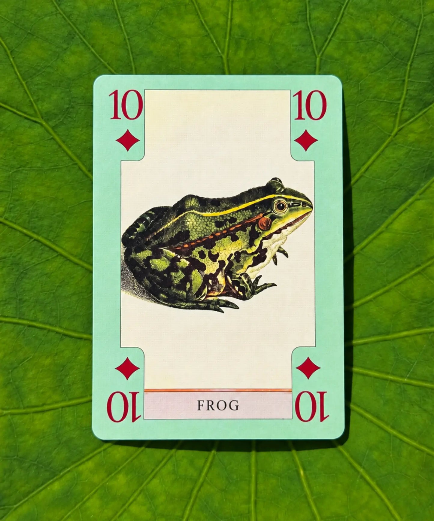 Frog 10 of diamonds from vintage nature playing card deck featuring reptiles and amphibians