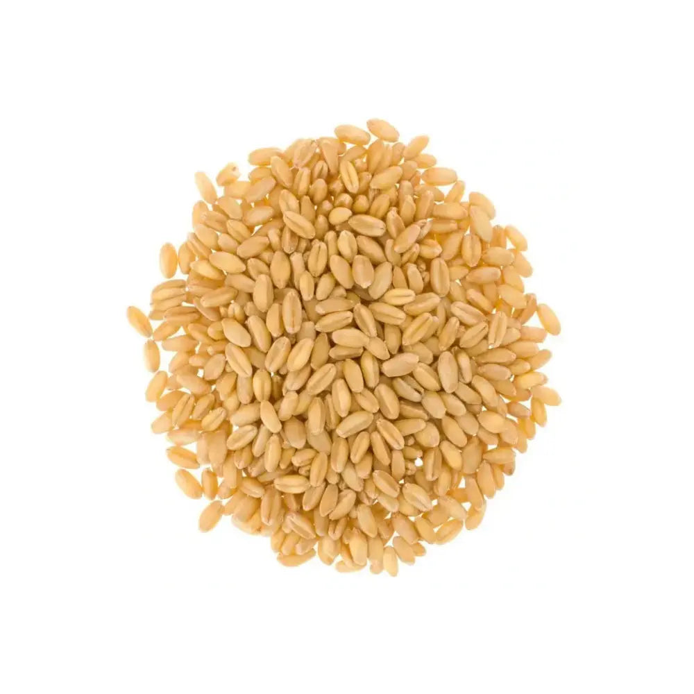 pile of hard white wheat berry kernels on a white background