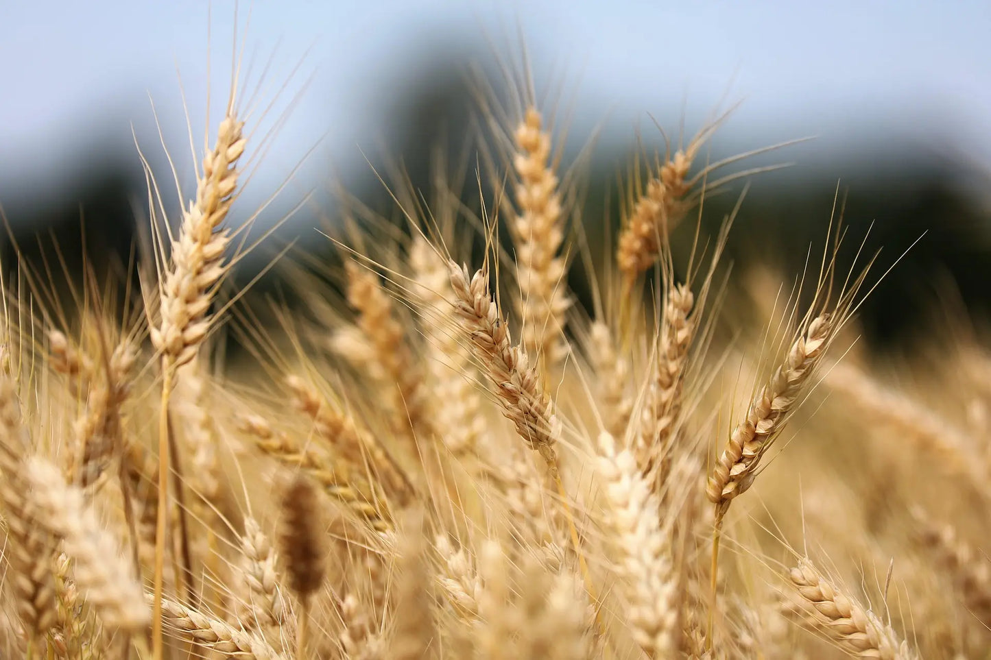 Winter wheat growing in a field close up of the wheat kernel heads