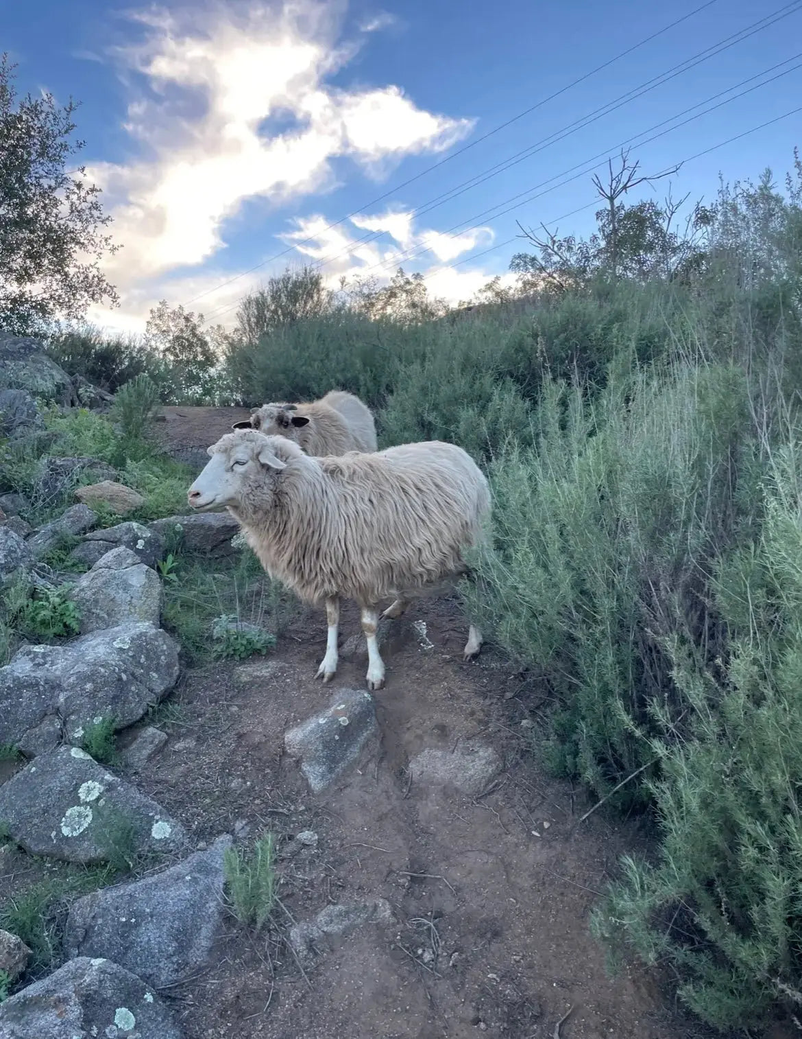 Sheep walking on a rocky path with greenery and a blue sky.