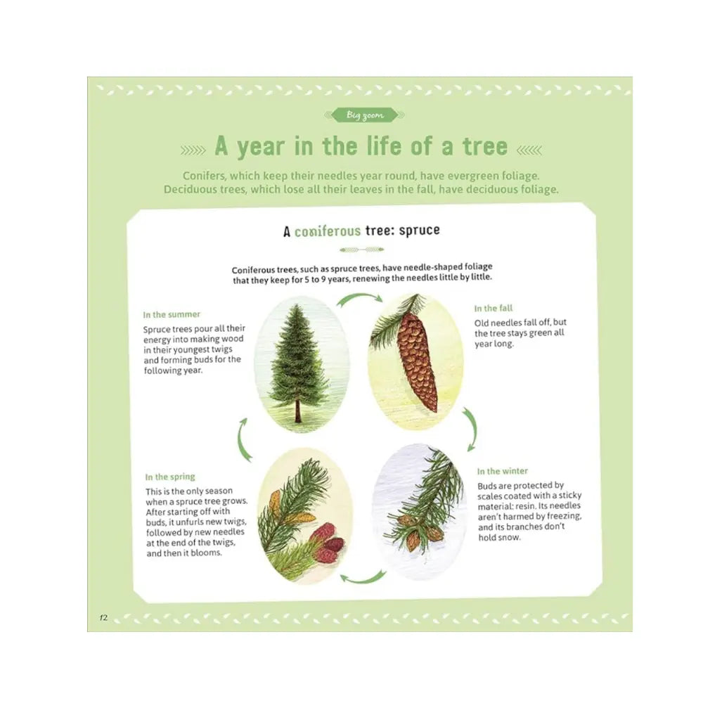 Educational illustration about a spruce tree's life cycle on a green background